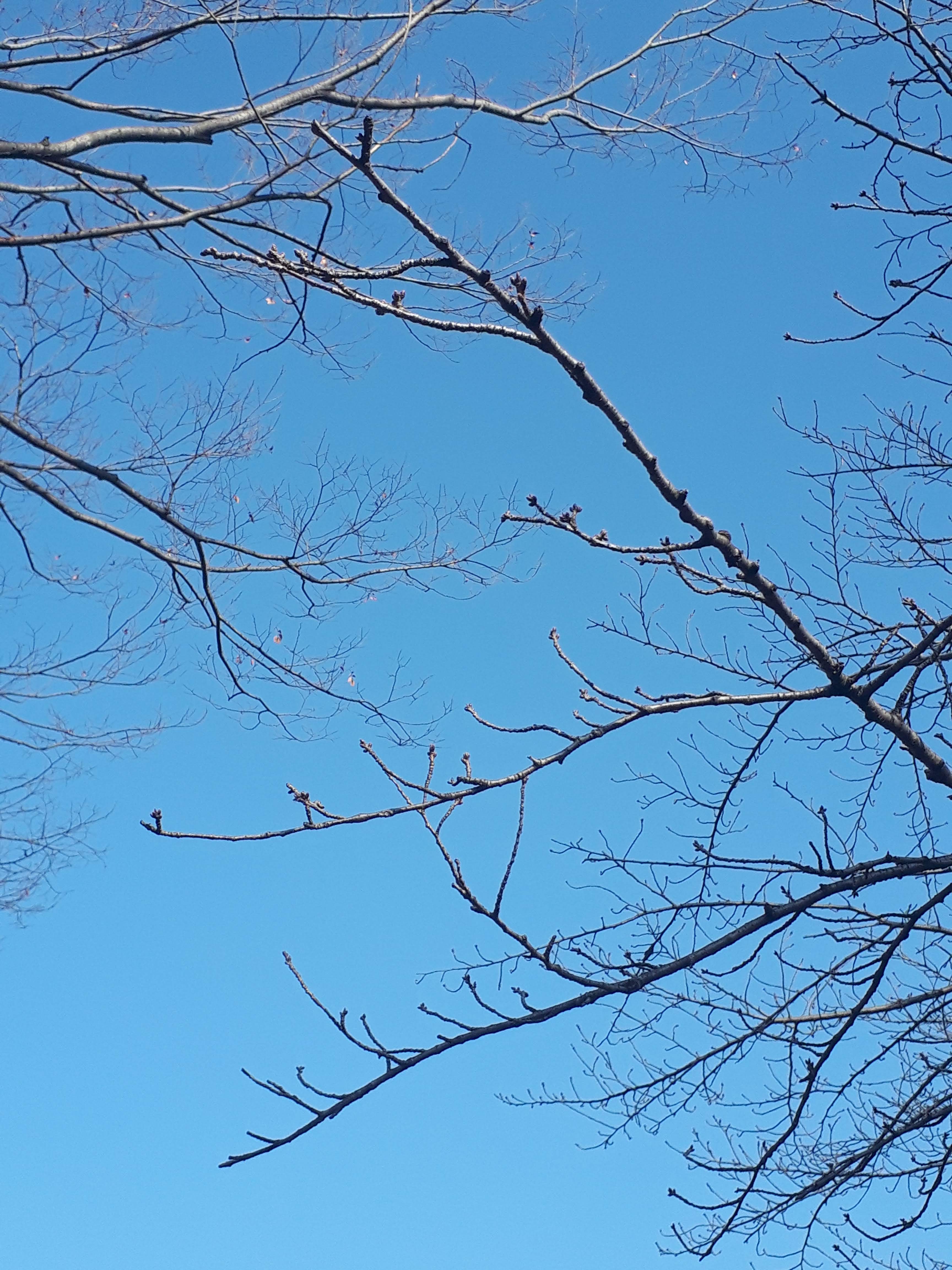 桜　硬いつぼみ