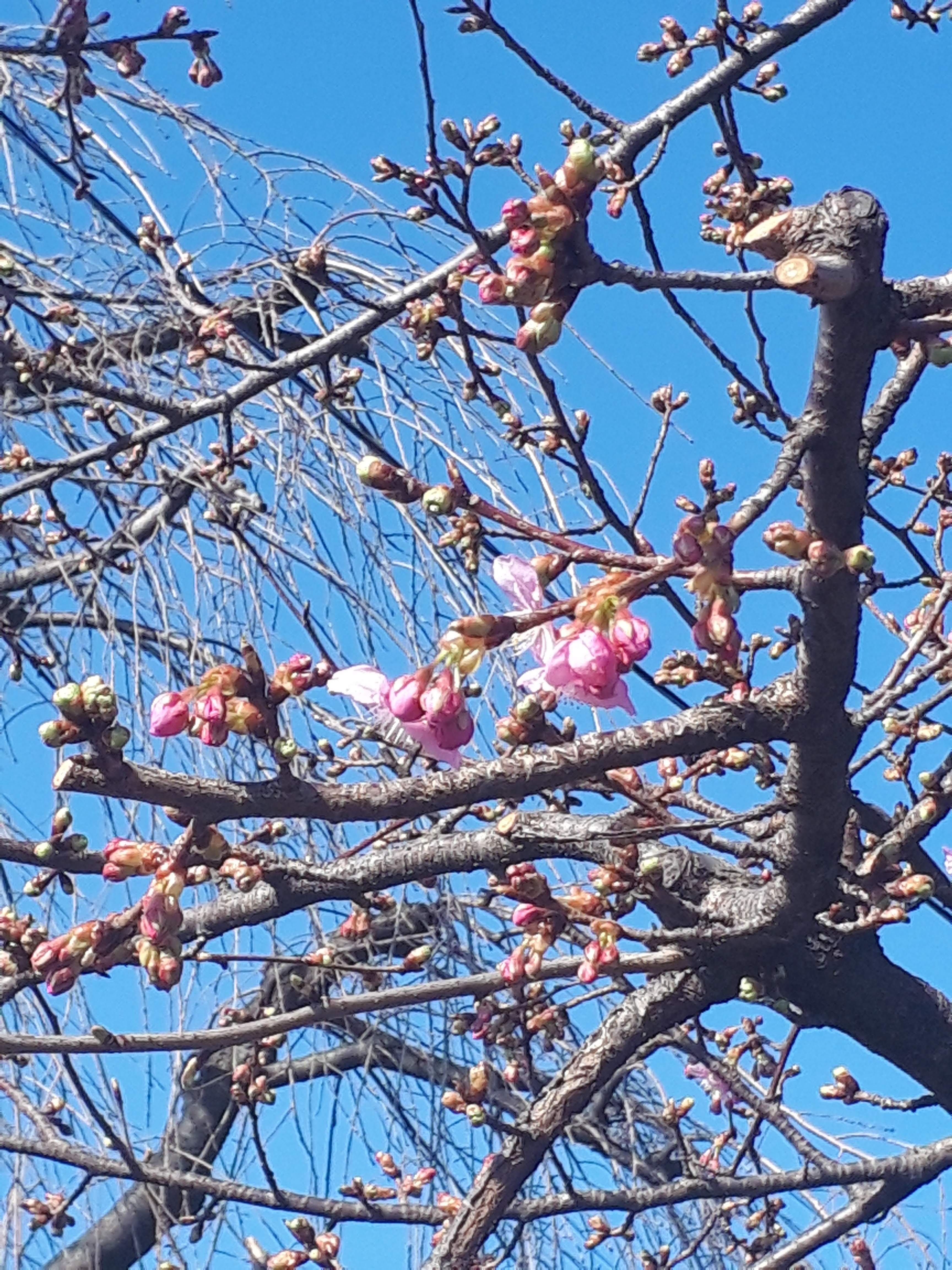 河津桜