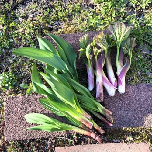 お庭山菜の収穫